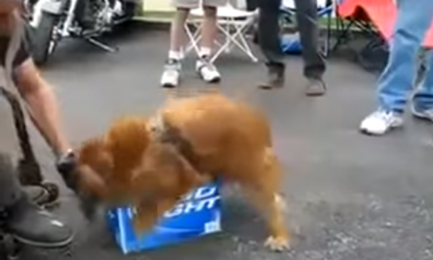 Hond verdedigt bier
